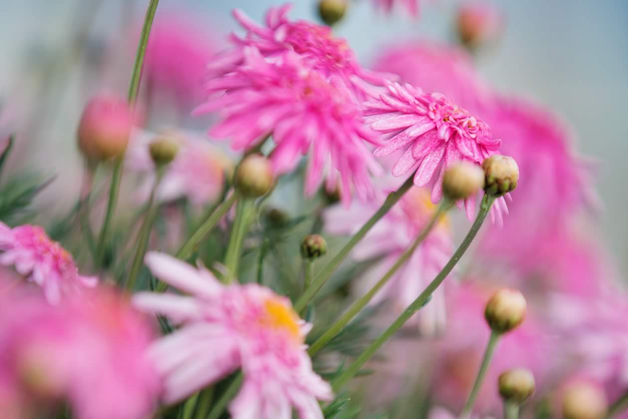 Pink daisies. Photo: Marcus Walters.